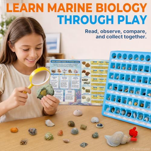 PIBEX Ocean Fossil Collection Kit, 55 PCS Labeled Real Fossils & Seashells