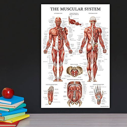 Palace Learning 3 Pack - Muscle + Skeleton + Nervous System Anatomy Poster Set - Muscular and Skeletal System Anatomical Charts - Laminated 18" x 24" - color: Laminated