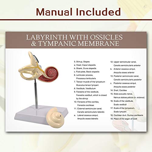 EVOTECH SCIENTIFIC Inner Ear Labyrinth Model 2 Part 8X - color: Inner Ear Model