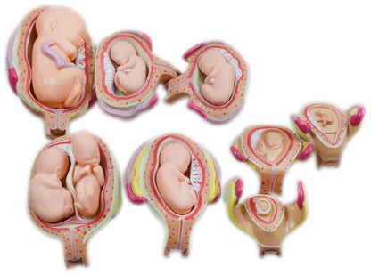 INTBUYING Education Model 8PCS Removable Human Anatomical Embryonic Development Nurse Study Human Pregnancy Development Process Model