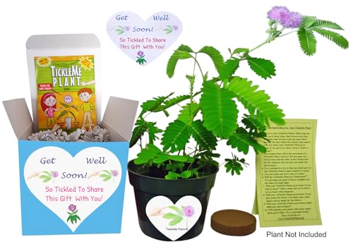TickleMe Plant Get Well Soon Kit (1 Pack) – Grow A Tickle Me Plant that Reacts to Touch – Leaves Fold Up When You Tickle Them – Full Grow Kit of Sensitive Plants Seeds for Kids to Grow Indoors - style: Get Well Gift
