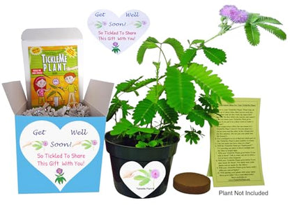 TickleMe Plant Get Well Soon Kit (1 Pack) – Grow A Tickle Me Plant that Reacts to Touch – Leaves Fold Up When You Tickle Them – Full Grow Kit of Sensitive Plants Seeds for Kids to Grow Indoors - style: Get Well Gift