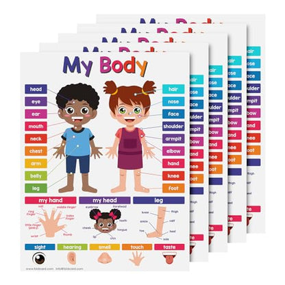 FoldCard My Body Chart Educational Poster 8.5x11 5pk - color: My Body