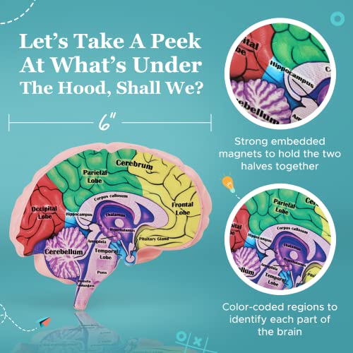 Educational Science Model Bundle | Human Brain & Animal Cell Cross-Section