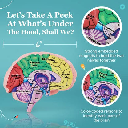 Educational Science Model Bundle | Human Brain & Animal Cell Cross-Section
