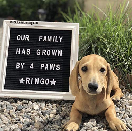 Black Felt Letter Board Baby Announcement Sign with Rustic Wood White Frame - Rustic Farmhouse Letter Board Sign with Stand - 10x10 Felt Board Changeable Message Board with 350 Letter Set - color: Black, size: 10x10 inches