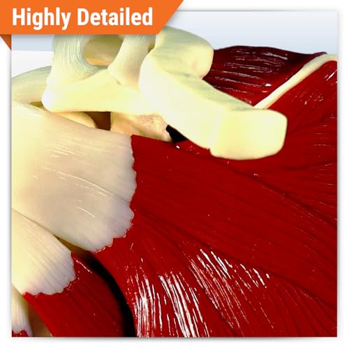 GPI Anatomicals Muscled Shoulder Model, Right Shoulder Joint - style: Muscled Shoulder