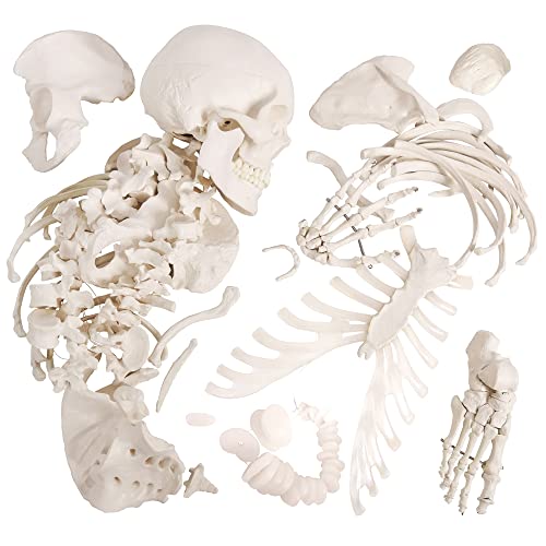 Merinden Human Skeleton Model For Anatomy 67 inch High, Full Size Skeleton Models with 3 Poster, Skull, Spine, Bones, Articulated Hand & Foot, for Anatomy Medical Learning