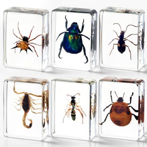CroBlissful 6 Pcs Insect in Resin Specimen Bugs for Kids