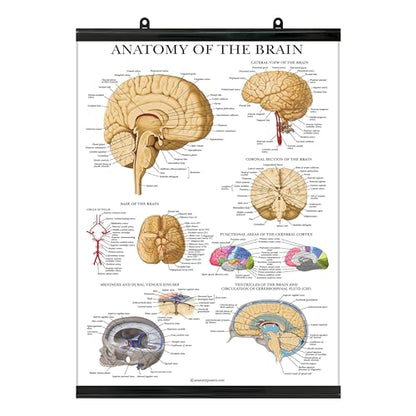 Palace Learning Brain Anatomy Poster - Laminated - Anatomical Chart of the Human Brain (with Plastic Frame, 18"x 24") - color: with Plastic Frame