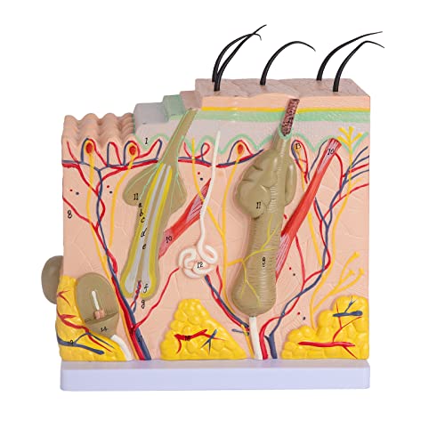 Skin Anatomy Model - Skin Diagram Model Human Anatomy Skin Model Skin Structure 50X Magnification Model with Hair - color: 50X