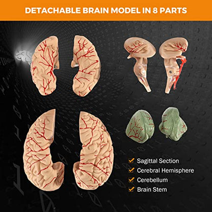 BEAMNOVA Human Brain Model with Vessels, Life Size Anatomy Model