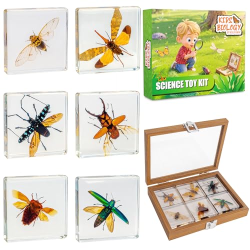 Insect Specimen Set, Bugs Collection Scientific Education Gift for Kids Aged 3-8-12 (Flatheaded Borer, Stag Beetle, Lanternfly, Longhorned Beetle, Cicada, Stink Bug) - style: Flatheaded Borer, Stag Beetle, Lanternfly, Longhorned Beetle, Cicada, Stink Bug