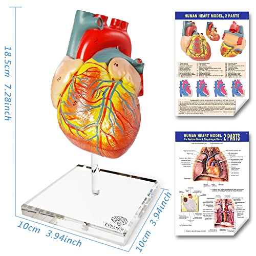 Human Heart Model for Anatomy - 2-Part Life Size