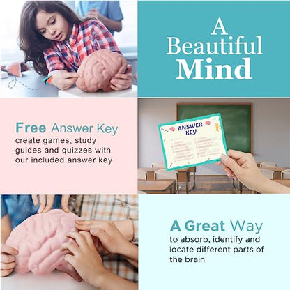 Educational Science Model Bundle | Human Brain & Animal Cell Cross-Section