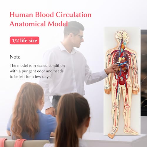 JNMFTD Human Blood Circulation System Model, Human Blood Model 1/2 Life Size Body Heart Removable Arteries and Veins Circulatory Anatomy with 70 Structures Number for Medical Education and Training
