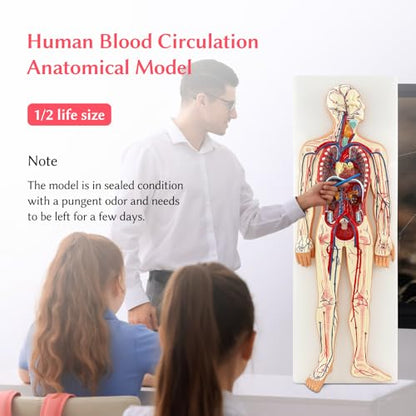 JNMFTD Human Blood Circulation System Model, Human Blood Model 1/2 Life Size Body Heart Removable Arteries and Veins Circulatory Anatomy with 70 Structures Number for Medical Education and Training