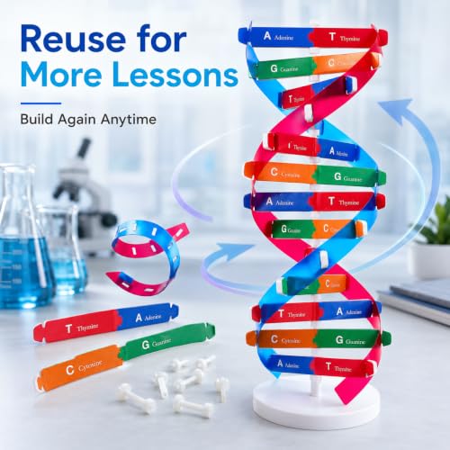 Toddmomy Educational DNA Double Helix Model Kit for Kids DIY Structure Science Toy Interactive Biology Learning Aid Classroom Decor 14. 5"