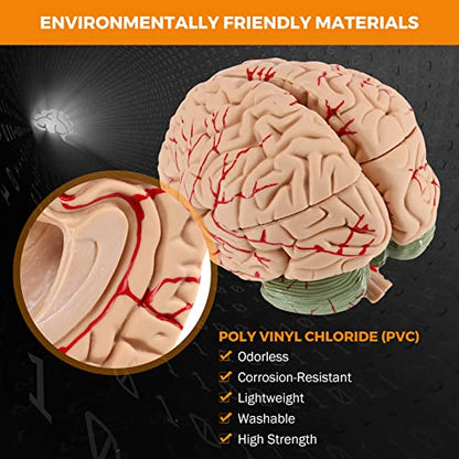 BEAMNOVA Human Brain Model with Vessels, Life Size Anatomy Model