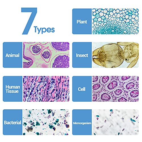 60 Microscope Slides with Specimens for Kids, Prepared Microscope Slides for Kids Microbiology, Prepared Microscope Slides for Adults - size: 60pcs
