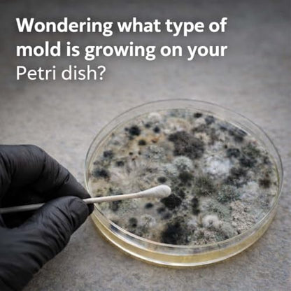 Mold Test Kit for Home – Lab Fees Included, Detects 20+ Mold Types, Swab & Air Sample Testing, Lab Analysis in 1 Business Day Once Lab Receives Sample (1 Pack)
