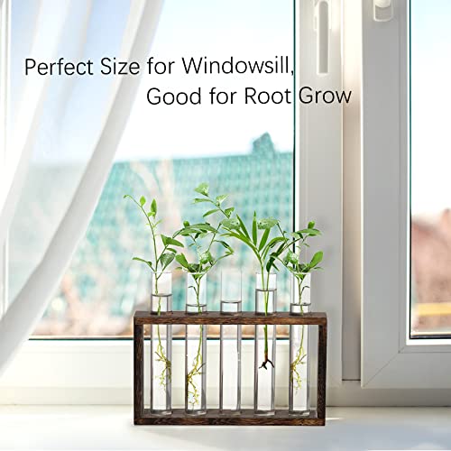 XXXFLOWER 5Test Tube Plant Propagation Station Plant Terrarium Wooden Stand - size: 5 Glass Tubes Vases