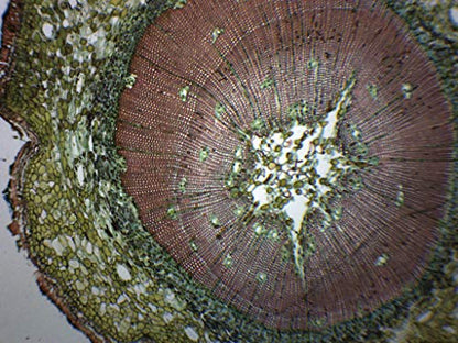 EISCO Gymnosperm & Angiosperm - Prepared Microscope Slide - 75 x 25mm - Biology & Microscopy - style: Single Slide