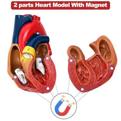 Life Size Human Heart Model, 2-Part Magnetic Anatomical Model, 30 Labels