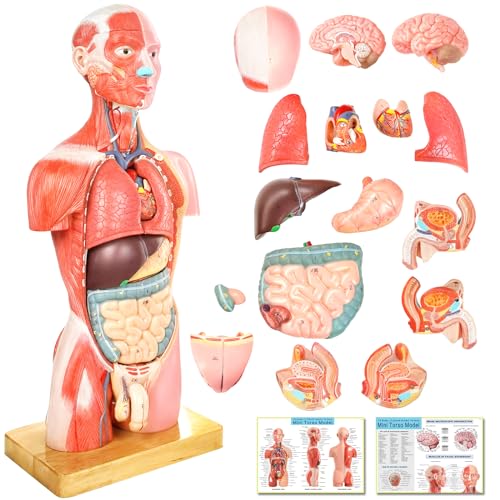 Human Body Deluxe Musculature Model, 16 Pcs Removable 17 Inch Human Torso