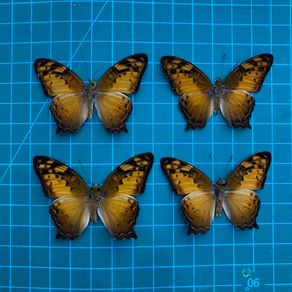 4 Real Vagrant Butterfly Specimens Unmounted Open Wings BUOM128X4 - color: 4 Butterfly #128