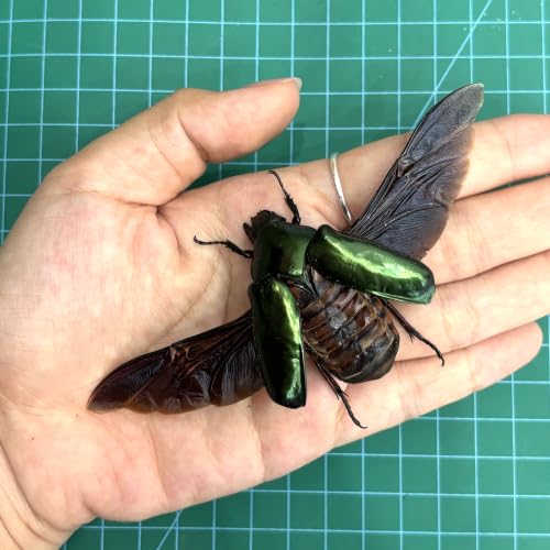 Real Green Rhomborhina Scarab Beetle Specimen Unmounted for Pinning BO-65 - color: 1 Beetle #65