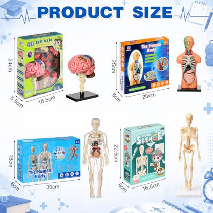 Set of 4 Human Body Anatomy Model Kit Interactive Science Kit