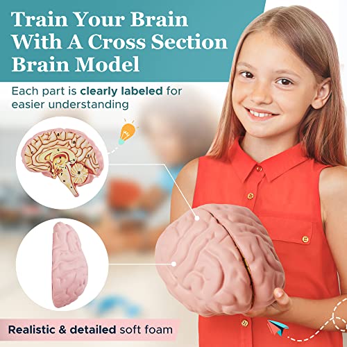 Educational Science Model Bundle | Human Brain & Animal Cell Cross-Section