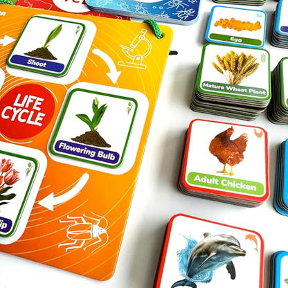 Life Cycle Toys for Kids — Magnetic Flash Cards Science Kits for Kids 3-5