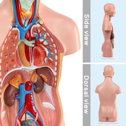 HADWYN 12 Pcs Removable Human Torso Model,20 inch Anatomy Torso Model