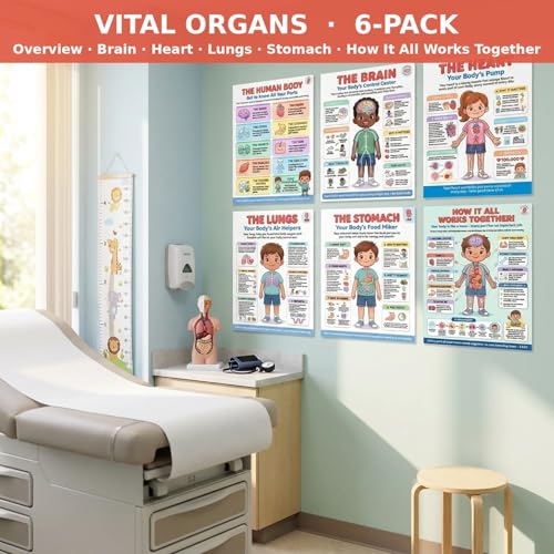 JELLY BEAN GENIUS Human Body Posters Set of 6 – Laminated Dry-Erase Anatomy Charts for Classroom & Homeschool | Brain Heart Lungs Stomach Science Wall Posters 8.5x11 - color: Human Body Set of 6
