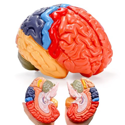 ZENFUN Life-Size Human Brain Anatomical Model, Color-Coded Partitioned Brain, 2 Parts, Anatomically Accurate Brain Model for Educational Settings Display Teaching Medical Model