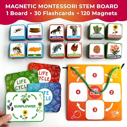 Life Cycle Toys for Kids — Magnetic Flash Cards Science Kits for Kids 3-5