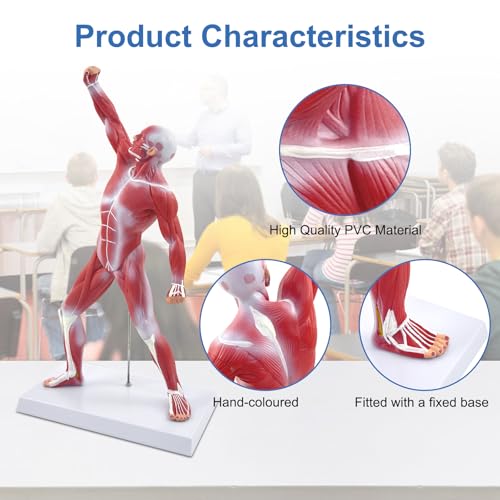 qzzXoq Human Muscle Anatomy Model, 20in Mini Muscular Anatomical Model Full Color Body Muscles System Models Human Anatomy Figure for Medical Education and Training