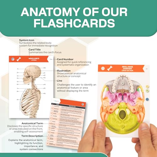 TribeRN Anatomy and Physiology Flash Cards – 320 Study Resources for Students – Human Anatomy & Physiology Study Tools – Medical, Nursing School Essentials – Durable & Easy to Use Flashcards - style: Anatomy and Physiology
