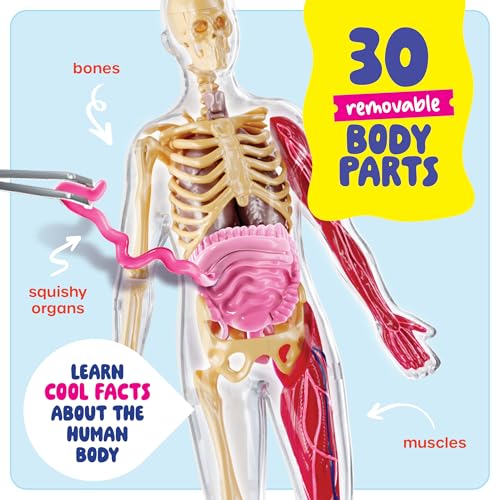 Human Anatomy Squishy Body Model - STEM Science Kits for Boys & Girls