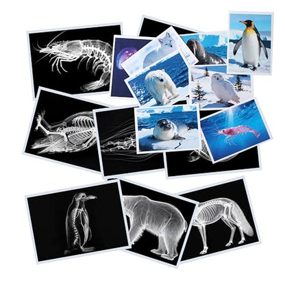 Thematic Animal X-Rays, Set of 16, Simulation Specimen, Science Education Materials for Kindergarten & Preschool, Light Table Accessories, Montessori & Reggio-Inspired (Arctic Animals) - color: Arctic Animals