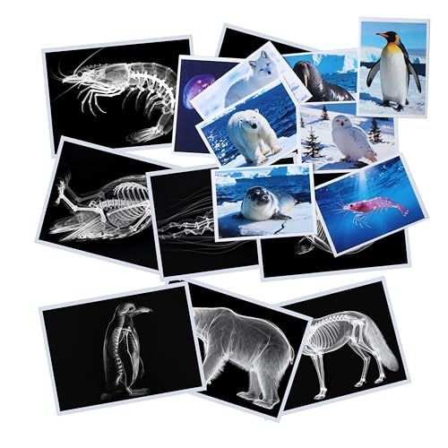 Thematic Animal X-Rays, Set of 16, Simulation Specimen, Science Education Materials for Kindergarten & Preschool, Light Table Accessories, Montessori & Reggio-Inspired (Arctic Animals) - color: Arctic Animals