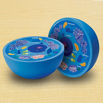Learning Resources Cross-Section Animal Cell Model