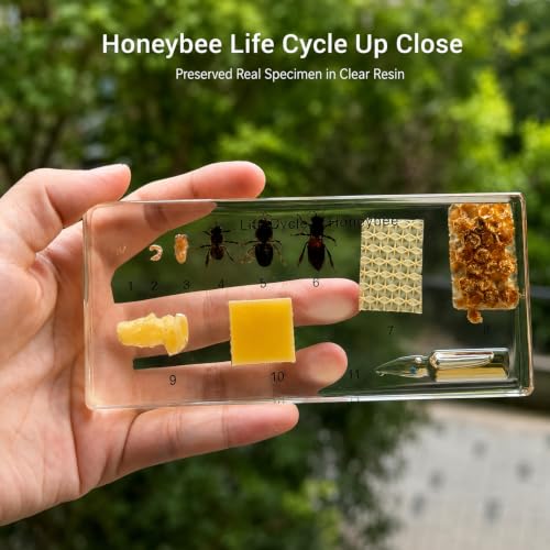 Honey Bee Life Cycle Resin Specimen Kit - 11 Stages of Bee Development Preserved in Clear Resin,Biology Teaching Aid,Homeschool Science,Unique Home Office Desk,Gift (5.51×2.52×0.71) - color: Life Cycle of Honeybee