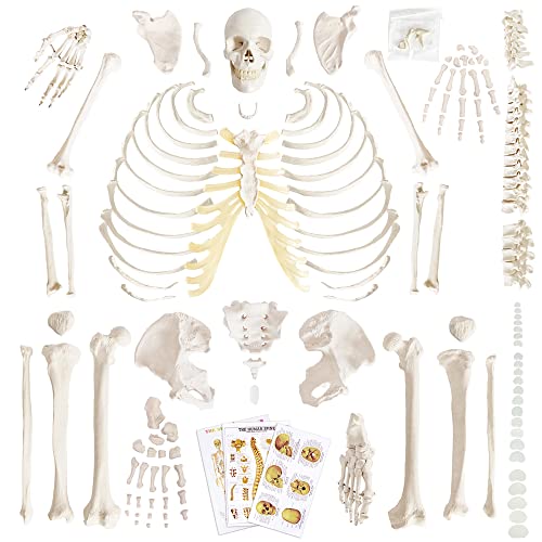 Human Anatomy Skeleton Model, 67 Inches / 170Cm, 1:1 Life Size