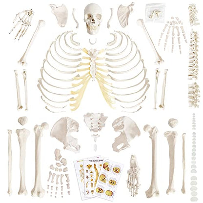 Human Anatomy Skeleton Model, 67 Inches / 170Cm, 1:1 Life Size