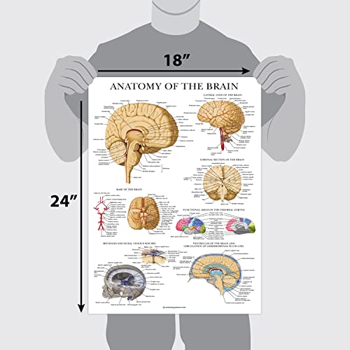 Palace Learning Brain Anatomy Poster - Laminated - Anatomical Chart of the Human Brain (Laminated , 18" x 24") - color: Laminated