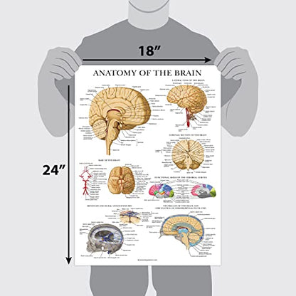 Palace Learning Brain Anatomy Poster - Laminated - Anatomical Chart of the Human Brain (Laminated , 18" x 24") - color: Laminated