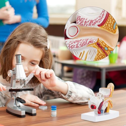 QWORK Ear Model, 1.5X Enlarged Human Ear Anatomy Model, Detailed PVC Structure with Hand-Painted Finish Inner Ear Model